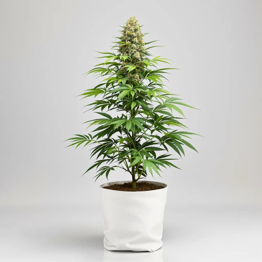 Purple Afghani cannabis seeds packaging β Royal King Seeds New Zealand