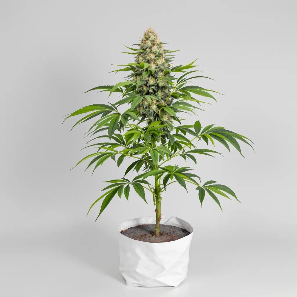 Purple Punch cannabis seeds packaging โ Royal King Seeds New Zealand