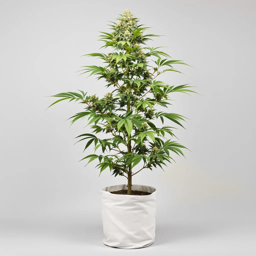 Purple Trainwreck cannabis seeds packaging — Royal King Seeds New Zealand