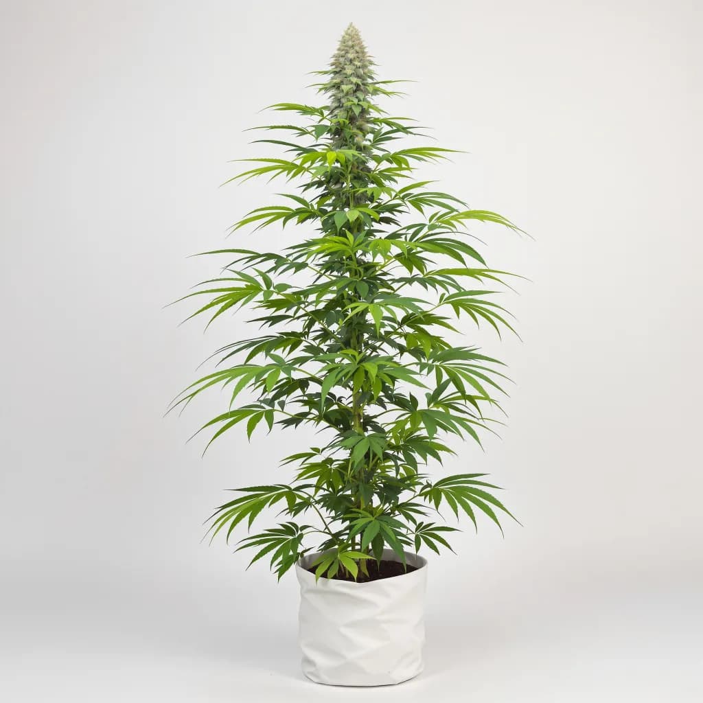 Red Congolese cannabis seeds packaging — Royal King Seeds New Zealand