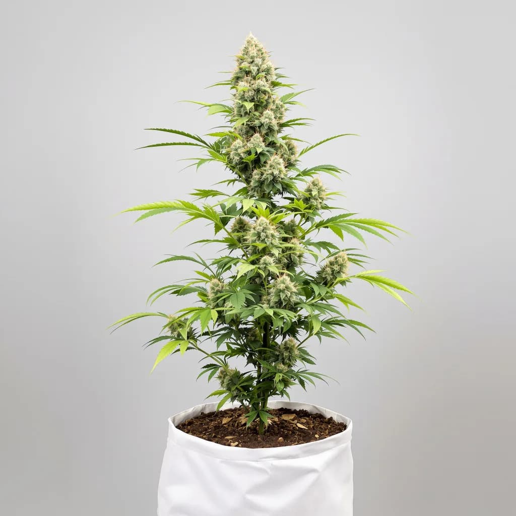 Red Widow cannabis seeds packaging โ Royal King Seeds New Zealand