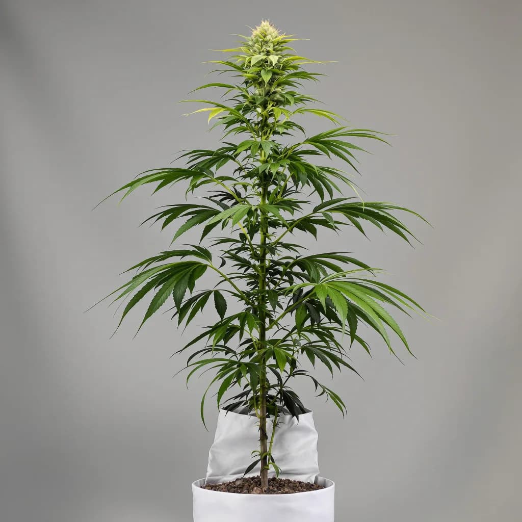 Royal Medic cannabis seeds packaging โ Royal King Seeds New Zealand
