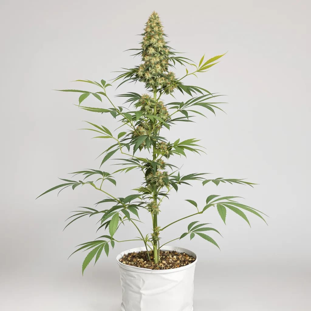 Sour Alien cannabis seeds packaging — Royal King Seeds New Zealand