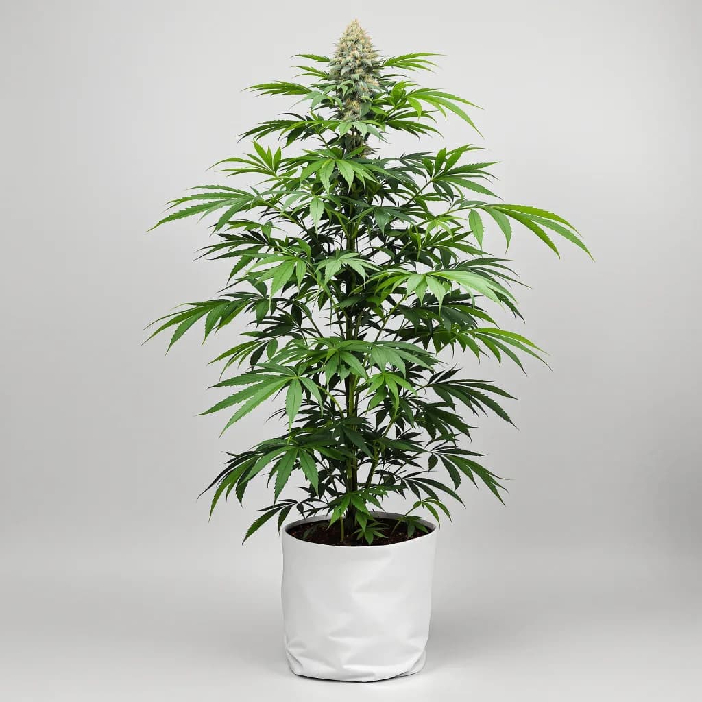 Sour Dream cannabis seeds packaging — Royal King Seeds New Zealand