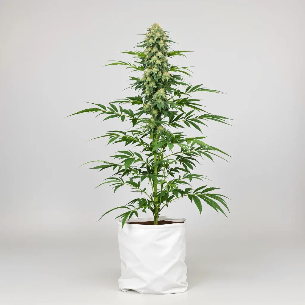 Sour Grape cannabis seeds packaging โ Royal King Seeds New Zealand