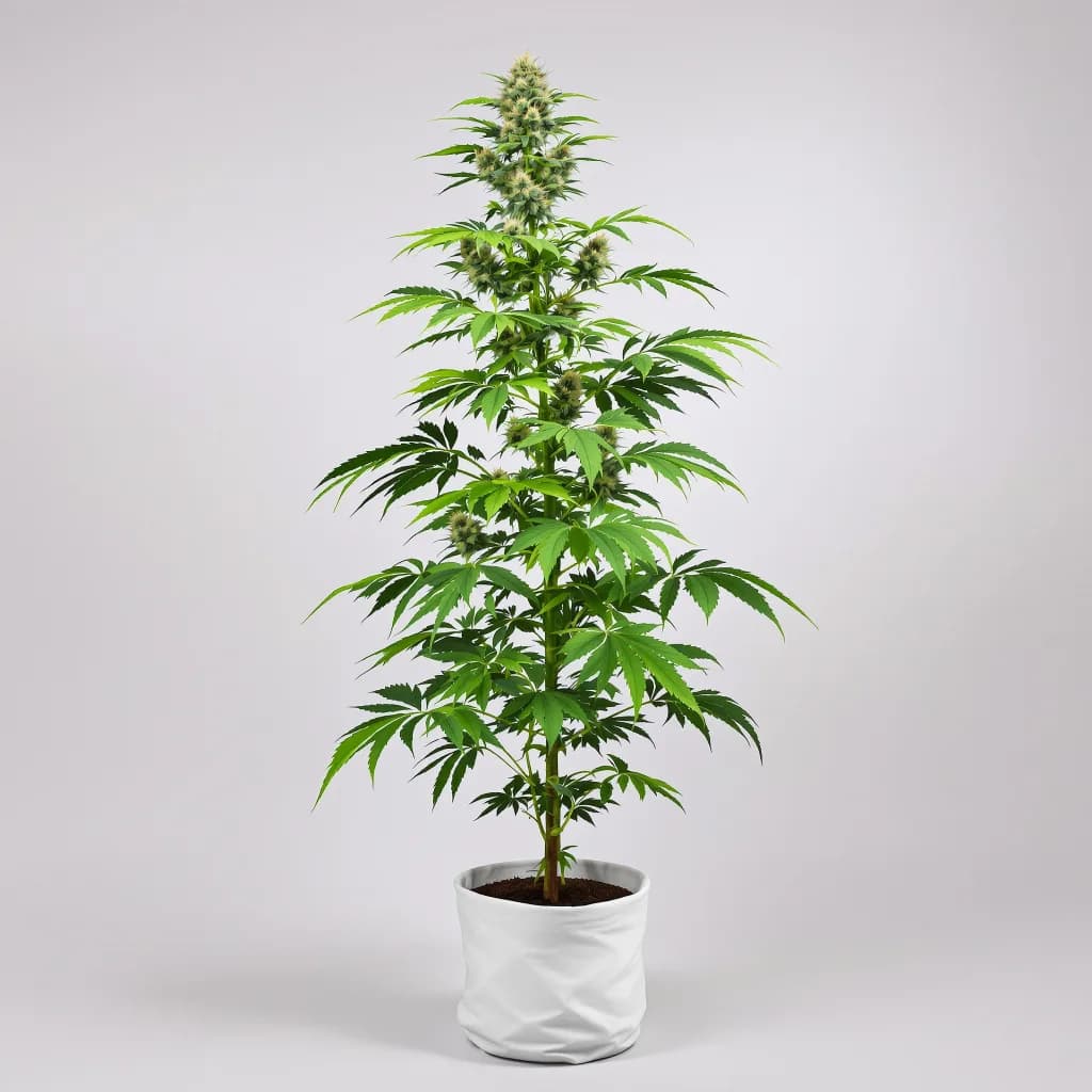 Sweet Berry cannabis seeds packaging — Royal King Seeds New Zealand
