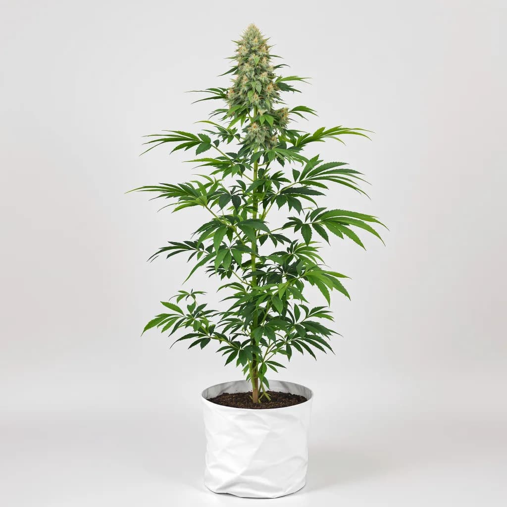 Tutti Frutti cannabis seeds packaging โ Royal King Seeds New Zealand