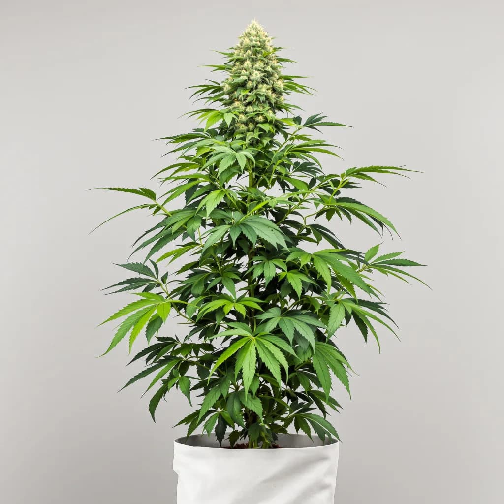 Venus OG cannabis seeds packaging — Royal King Seeds New Zealand