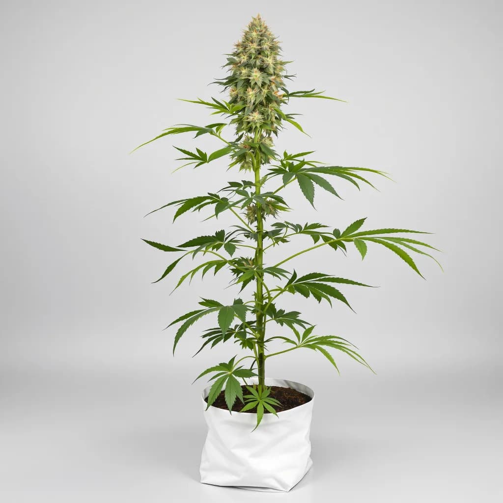 White Fire Alien OG cannabis seeds packaging โ Royal King Seeds New Zealand