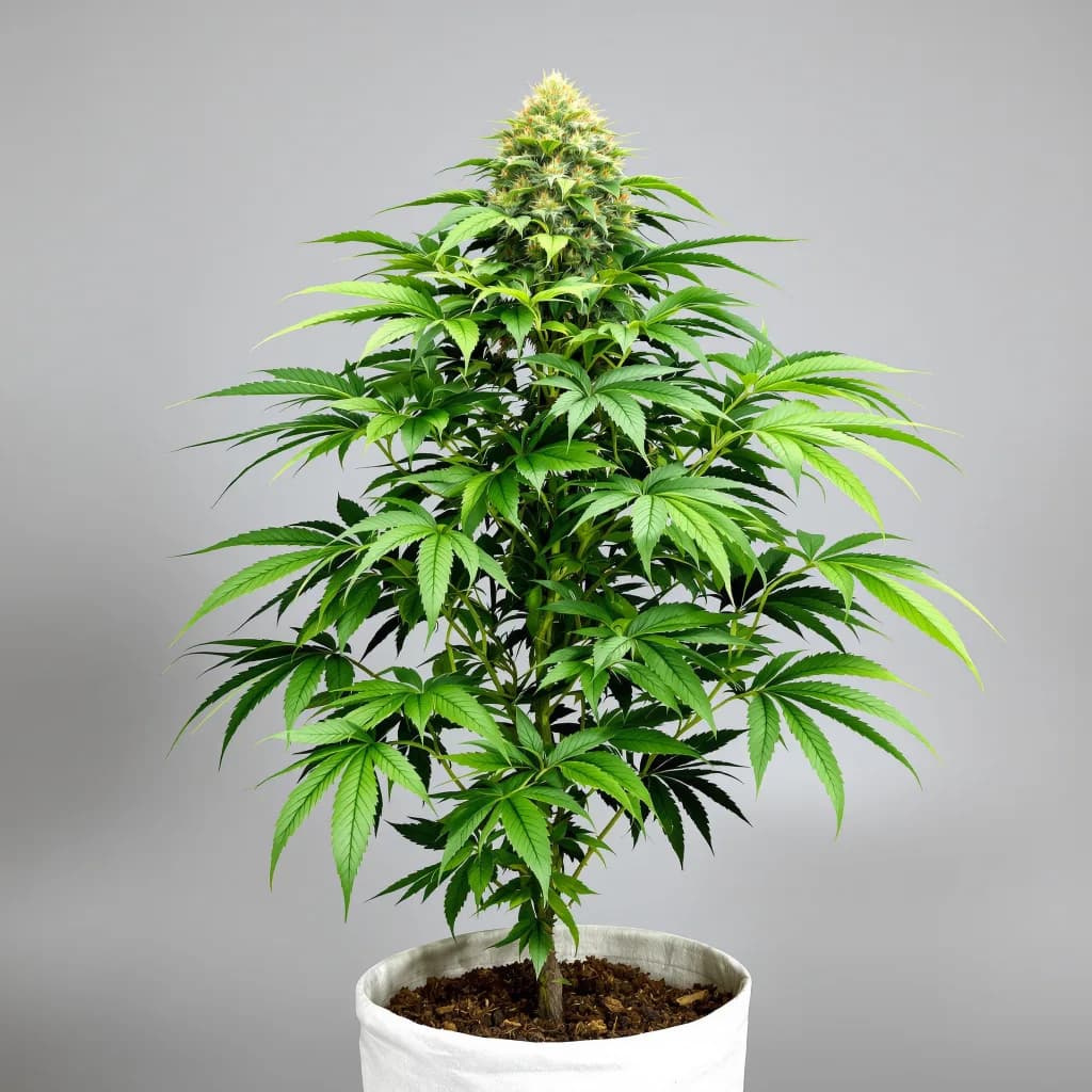 XXX OG cannabis seeds packaging β Royal King Seeds New Zealand