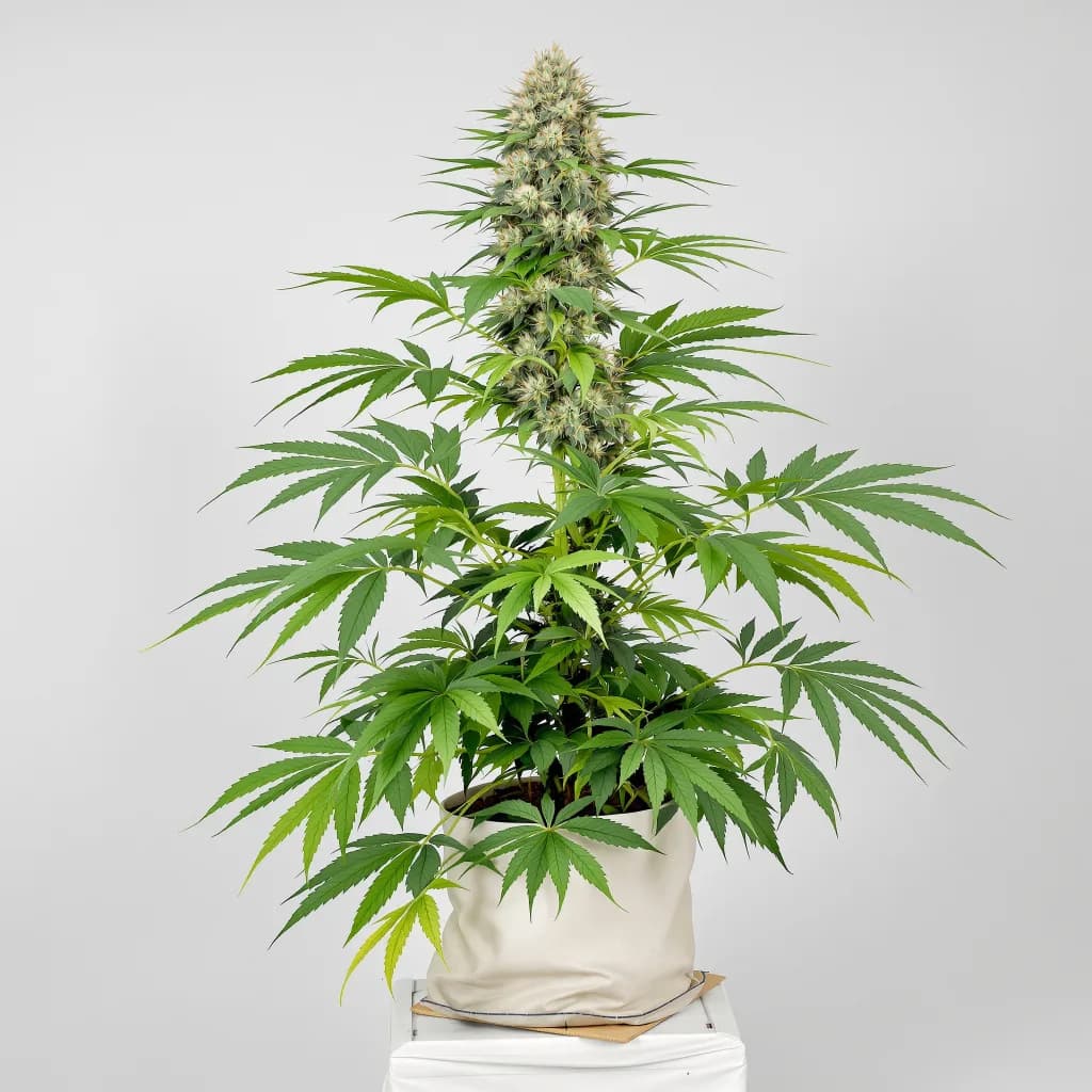 Yoda’s Brain cannabis seeds packaging — Royal King Seeds New Zealand
