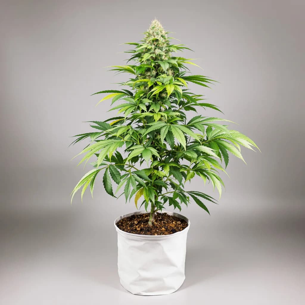 Zebra Cake cannabis seeds packaging โ Royal King Seeds New Zealand